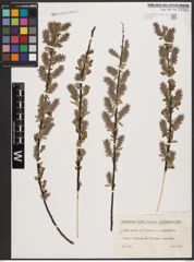 Foto von Salix aurita L. x Salix repens L.